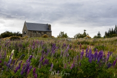 Good Shepherd paré de lupins