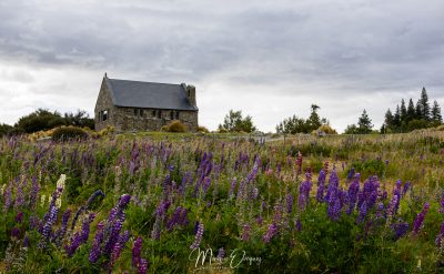 Good Shepherd paré de lupins