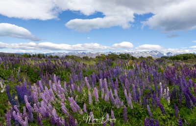 Champ de lupins