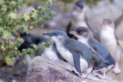 Little blue penguin, manchot pygmée, pingouin bleu