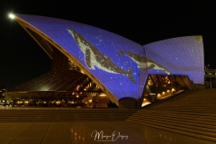 Opera by night