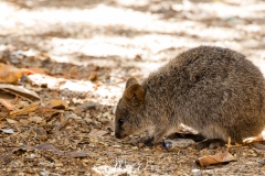 Quokka