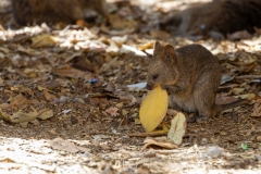 Quokka