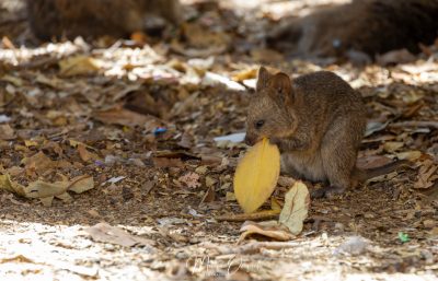 Quokka