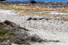Echasse d'Australie