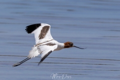 Avocette d'Australie