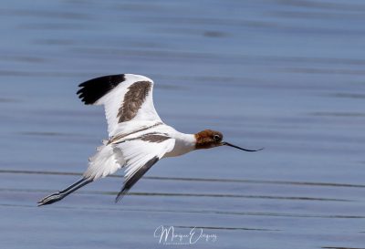 Avocette d'Australie