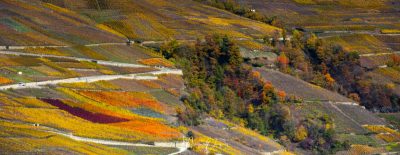 Patchwork de vignobles