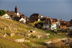 Lavaux