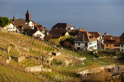 Lavaux