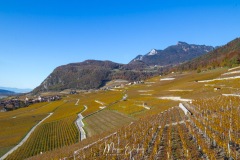 Vignobles