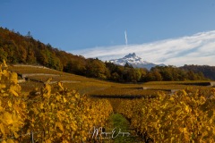 Vignobles