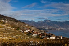 Vignobles