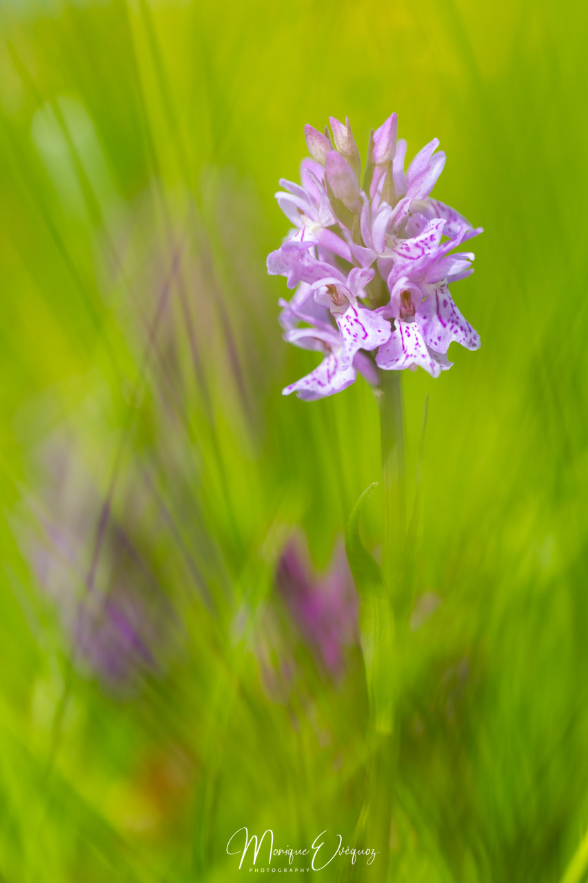 Orchidée - Dactylorhiza incarnata